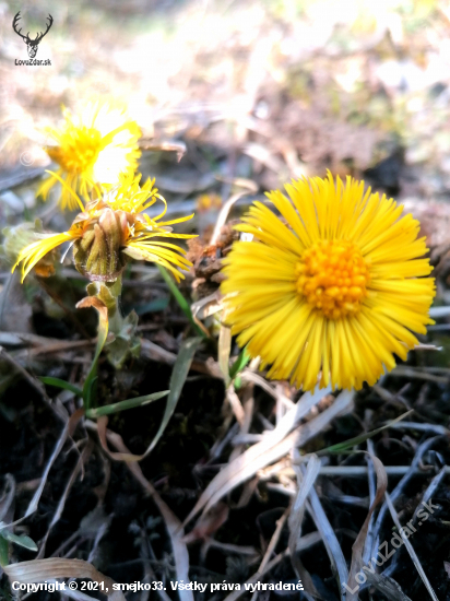 Tussilago farfara