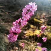 Daphne mezereum