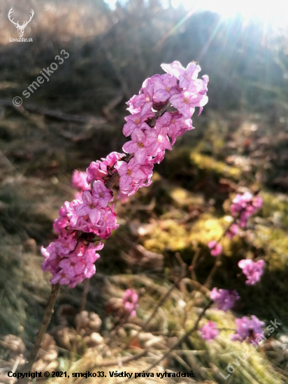 Daphne mezereum