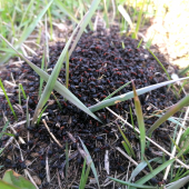 Formica rufa