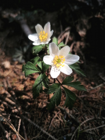 Anemone nemorosa