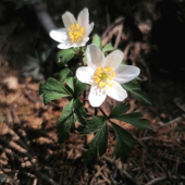 Anemone nemorosa