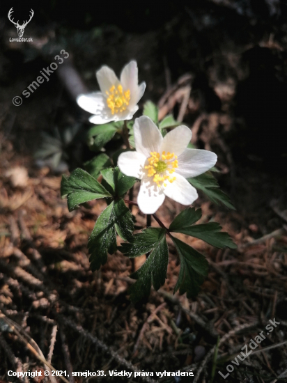 Anemone nemorosa