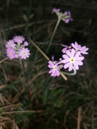 Prvosienka pomúčená
