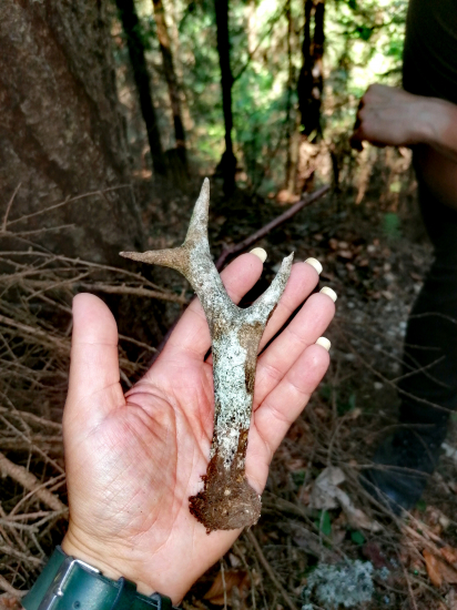 Úplne môj prvý srnčí