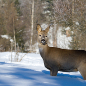 ...v panenskom snehu...