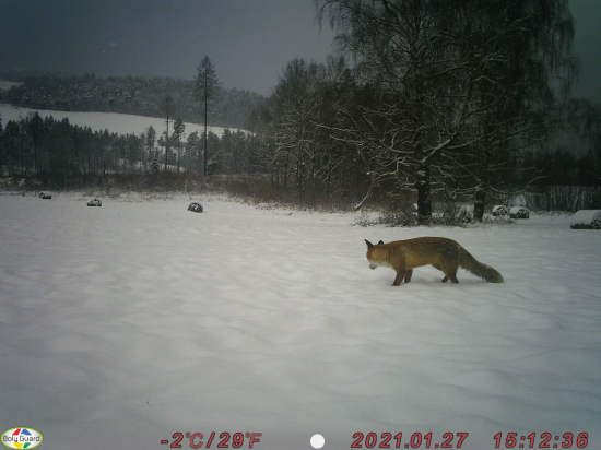 Zaostrené na šelmičky