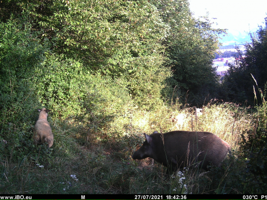Kto komu cestu zastal?