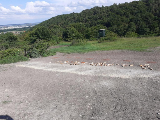 vnadenie či prikrmovanie?