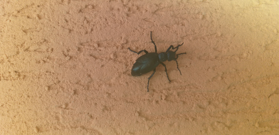 Čo to je za ďžvír neviem poznate to niekto