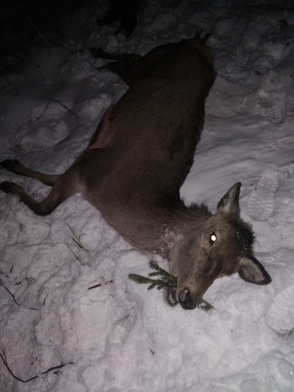 Decembrová jelenica