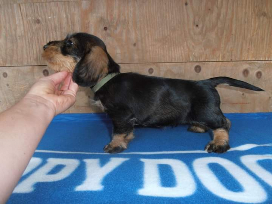 Quido Červený hrun,7 týždňov .