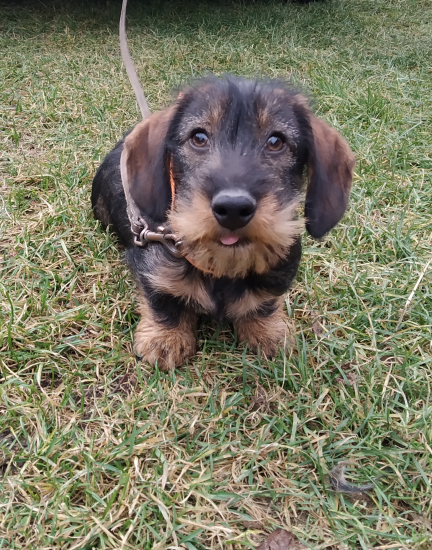 PIRANHA Červený hrun,4 mesiace..