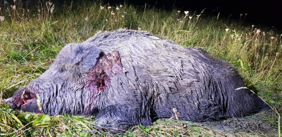 Môj životný diviačik