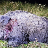 Môj životný diviačik