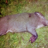 Čierny rytier