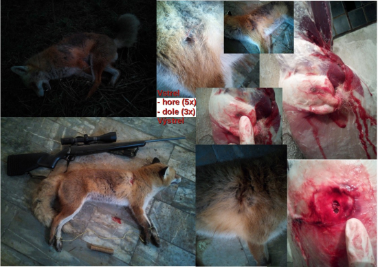 30-06 Sprg. Lapua Scenar 11,3g / 175grs, Lišiak