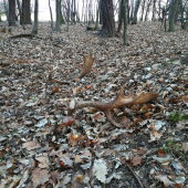 Tak to ma byť