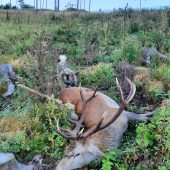 Ranne prekvapenie....