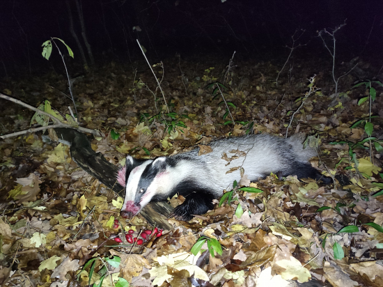 Tichý obyvateľ lesa