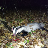 Tichý obyvateľ lesa