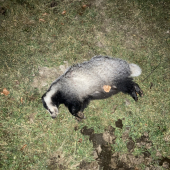 Začiatok novembrového splnu