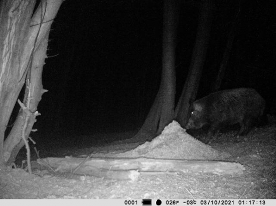 Kanec či divjačica ?