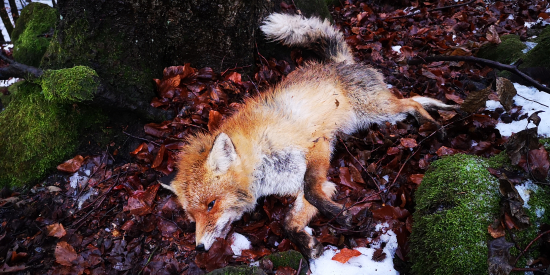 Desiata túto zimu..