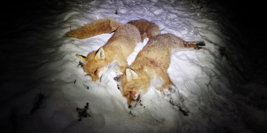 Ďalšie dva lišiaky.