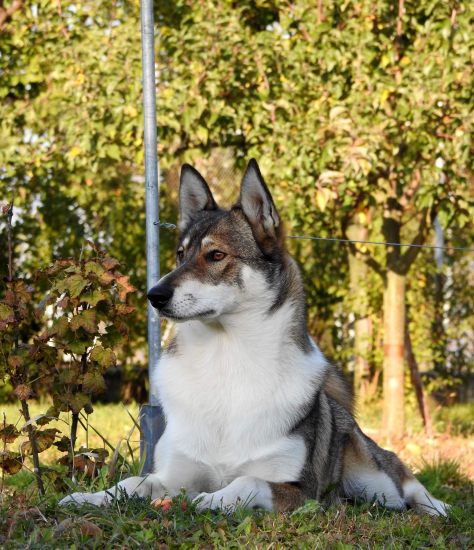 AŠKA