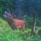 Horskáč