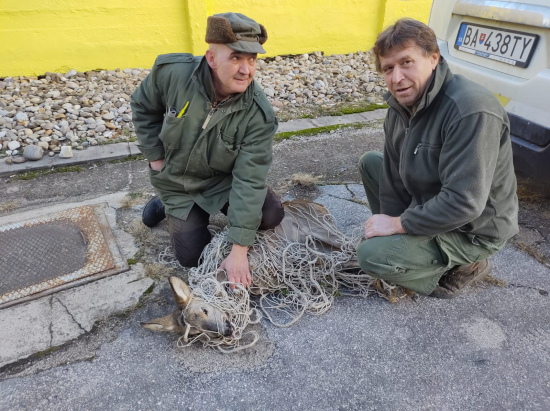 Úspešná záchrana srny