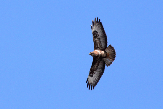 Myšiak hôrny (Buteo buteo)
