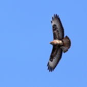 Myšiak hôrny (Buteo buteo)