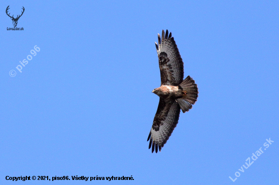 Myšiak hôrny (Buteo buteo)