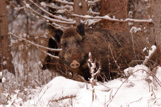 Nie, nie, ja nemusím :D ja už ho vidím