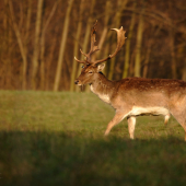 Chutná jarná trávička ..