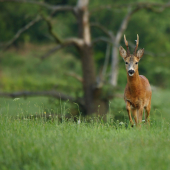 Keď si šéf ide narobiť poriadky..