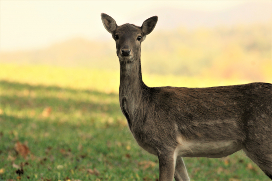danielka-chvíľka skúmania