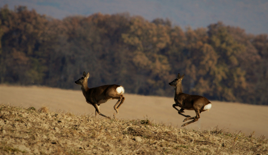 srnčia v pohybe