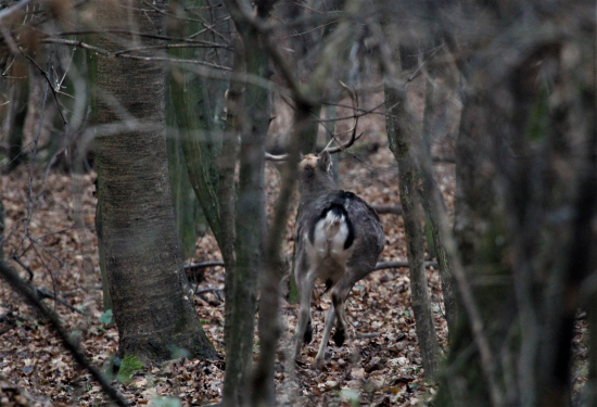 vypálil skoro spod nôh