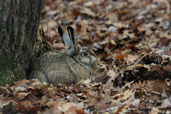 dovolil mi pobudnúť v jeho blízkosti..