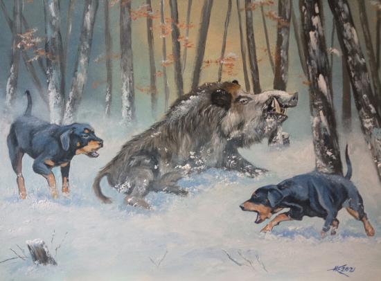 Ranený diviak s kopovmi