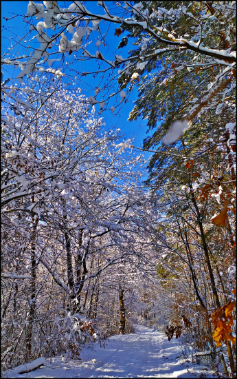 cesta do revíru ...