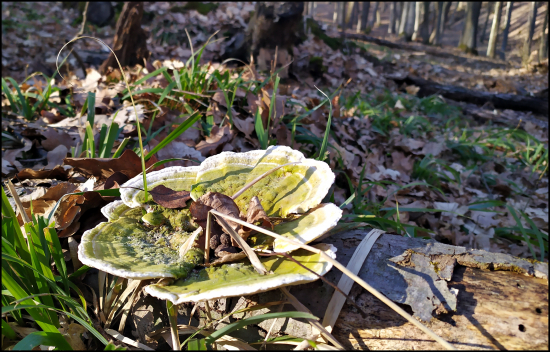 na spadnutom strome ...