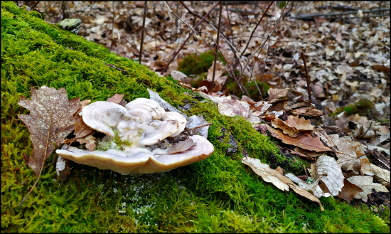 v machu na strome ...