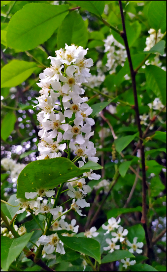 Čremcha obyčajná (Prunus padus) ...