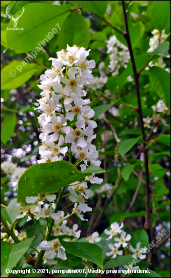 Čremcha obyčajná (Prunus padus) ...