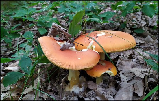 muchotrávka cisárska (Amanita caesarea)
