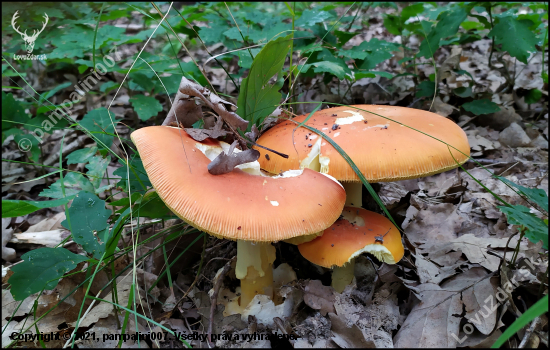 muchotrávka cisárska (Amanita caesarea)